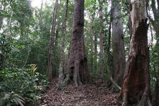 AMCF Gunung Jerai Trip