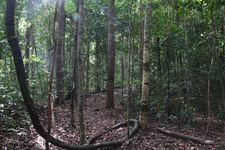 AMCF Gunung Jerai Trip