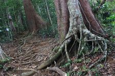 AMCF Gunung Jerai Trip