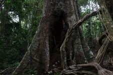 AMCF Gunung Jerai Trip