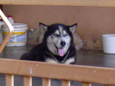 TAME-LOOKING SIBERIAN HUSK.