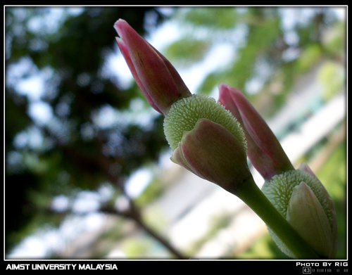 A Walk Around Aimst University