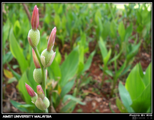 A Walk Around Aimst University